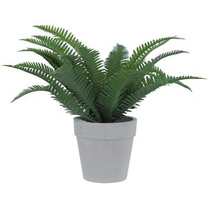 Planta con Pote 22cm | Verde