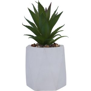 Planta con Pote| Blanco