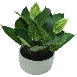 Planta con Pote| Verde