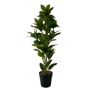 Planta con Pote| Verde