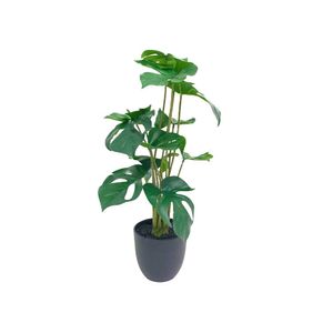 Planta Montestera | Verde